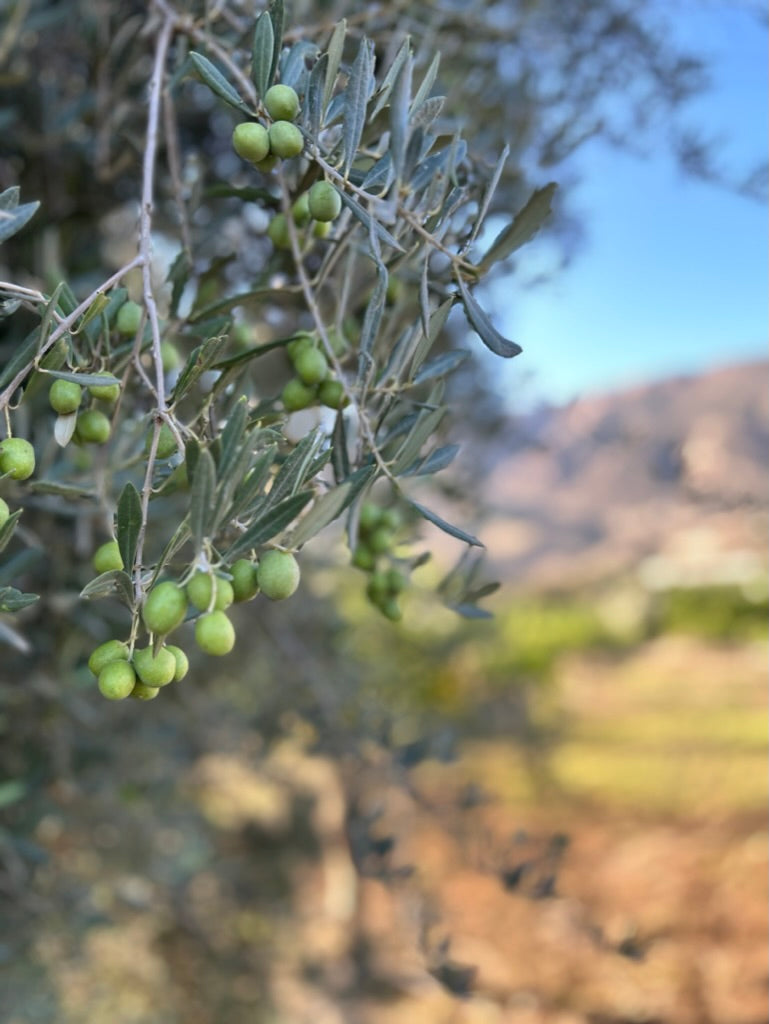 Premium Extra Virgin Olive Oil - 500ml